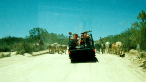 First Obstacle: Cattle Drive - All-OffRoad First Obstacle: Cattle Drive